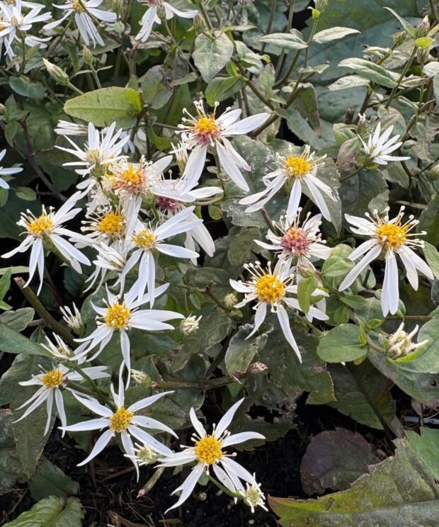 Aster divaricatus (Sneeuwaster)