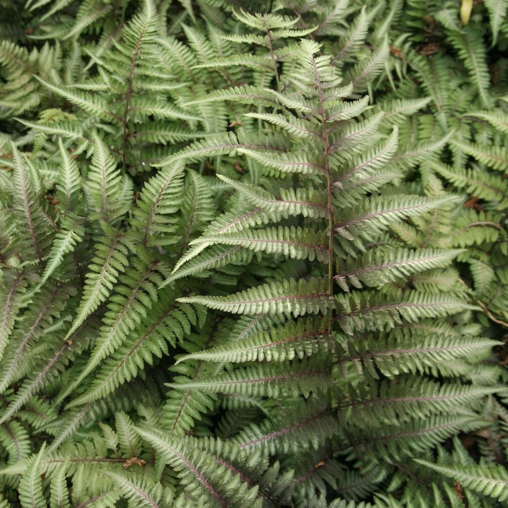 Athyrium niponicum 'Ursula's Red' (Japanse Regenboogvaren)