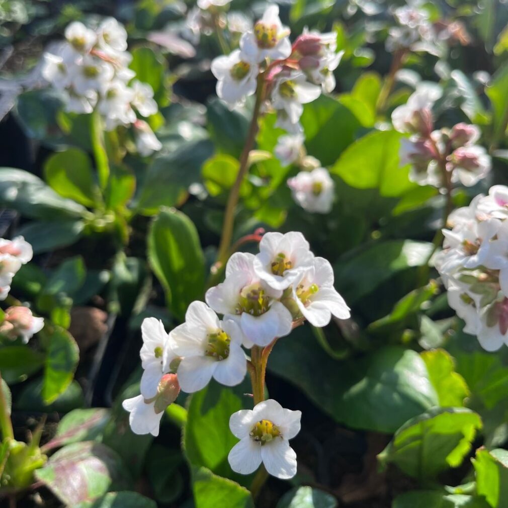 Bergenia 'Bressingham White' (Schoenlappersplant)