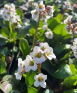 Bergenia 'Bressingham White' (Schoenlappersplant)