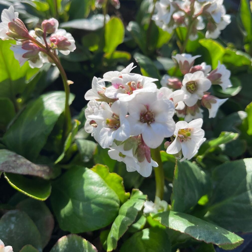 Bergenia 'Bressingham White' (Schoenlappersplant)