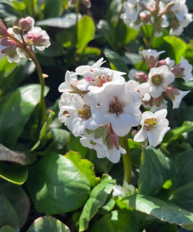 Bergenia 'Bressingham White' (Schoenlappersplant)