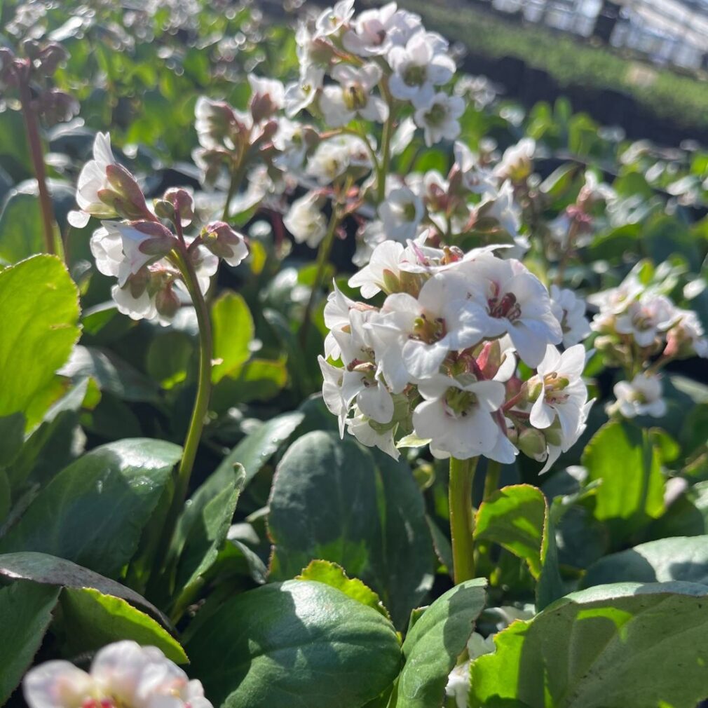Bergenia 'Bressingham White' (Schoenlappersplant)