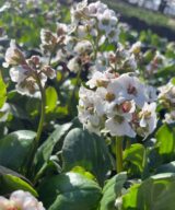 Bergenia 'Bressingham White' (Schoenlappersplant)