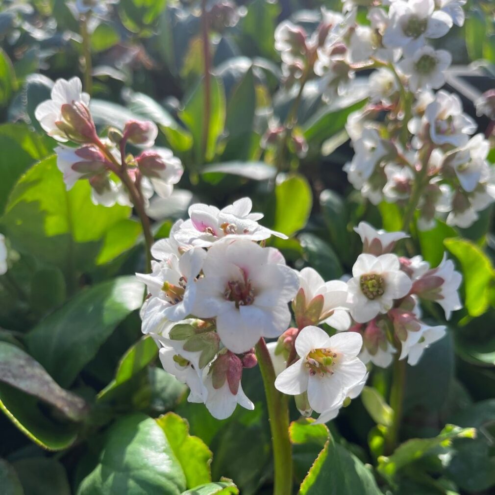 Bergenia 'Bressingham White' (Schoenlappersplant)