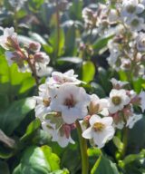 Bergenia 'Bressingham White' (Schoenlappersplant)