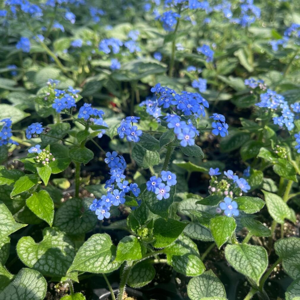 Brunnera macrophylla 'Jack Frost' ®(Kaukasisch Vergeet-Mij-Nietje)