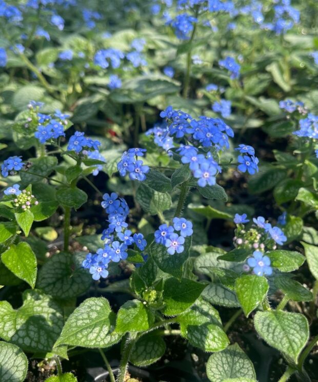 Brunnera macrophylla 'Jack Frost' ®(Kaukasisch Vergeet-Mij-Nietje)