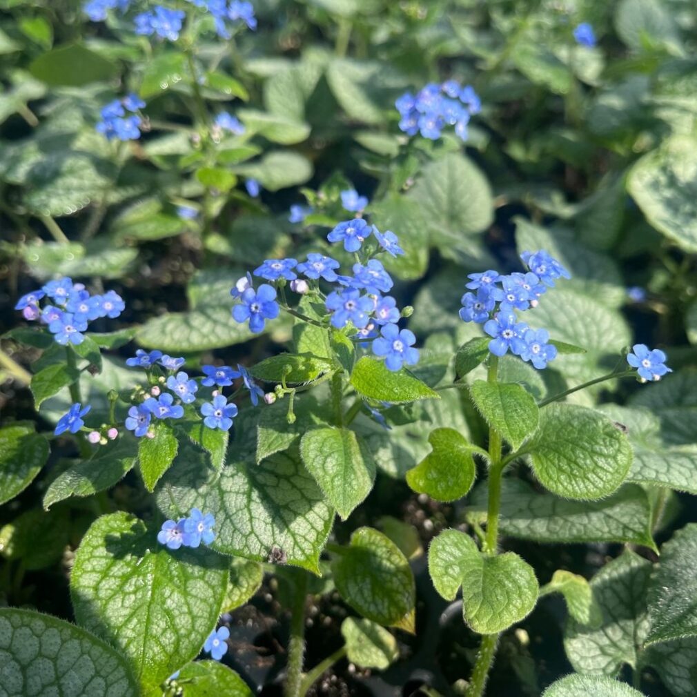 Brunnera macrophylla 'Jack Frost' ®(Kaukasisch Vergeet-Mij-Nietje)