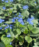 Brunnera macrophylla 'Jack Frost' ®(Kaukasisch Vergeet-Mij-Nietje)