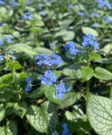 Brunnera macrophylla 'Jack Frost' ®(Kaukasisch Vergeet-Mij-Nietje)