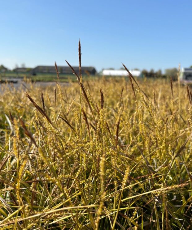 Carex morrowii 'Variegata' (Zegge)