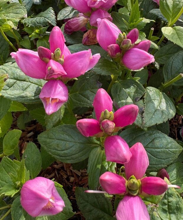 Chelone obliqua (Schildpadbloem)