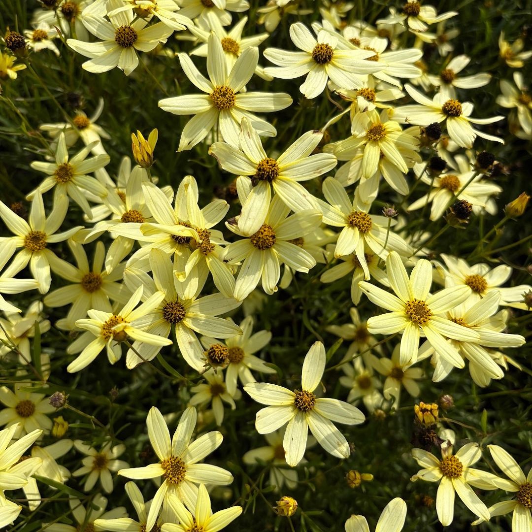 Coreopsis verticillata 'Moonbeam' (Meisjesogen)