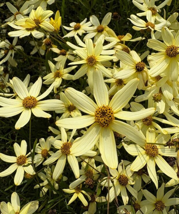 Coreopsis verticillata 'Moonbeam' (Meisjesogen)