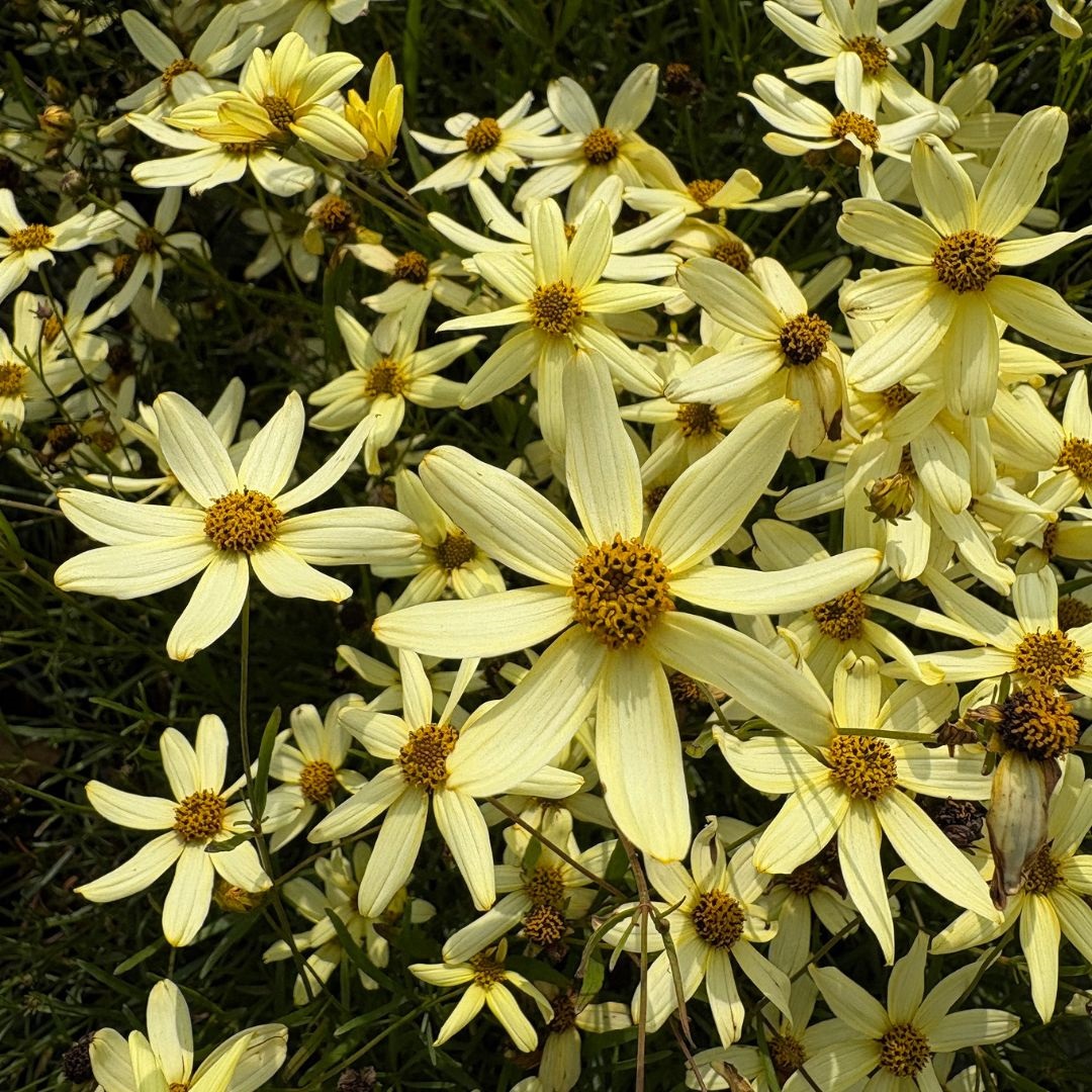 Coreopsis verticillata 'Moonbeam' (Meisjesogen)
