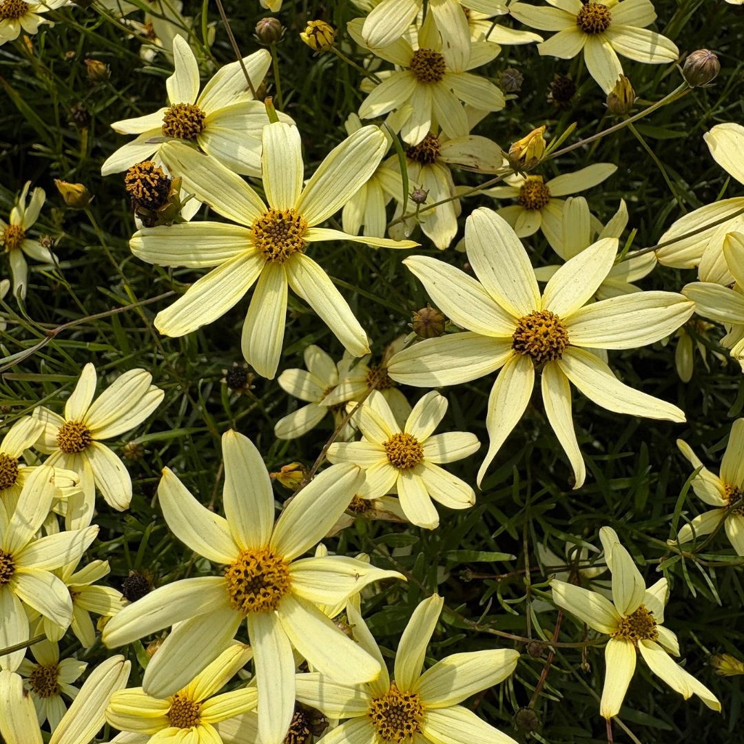 Coreopsis verticillata 'Moonbeam' (Meisjesogen)