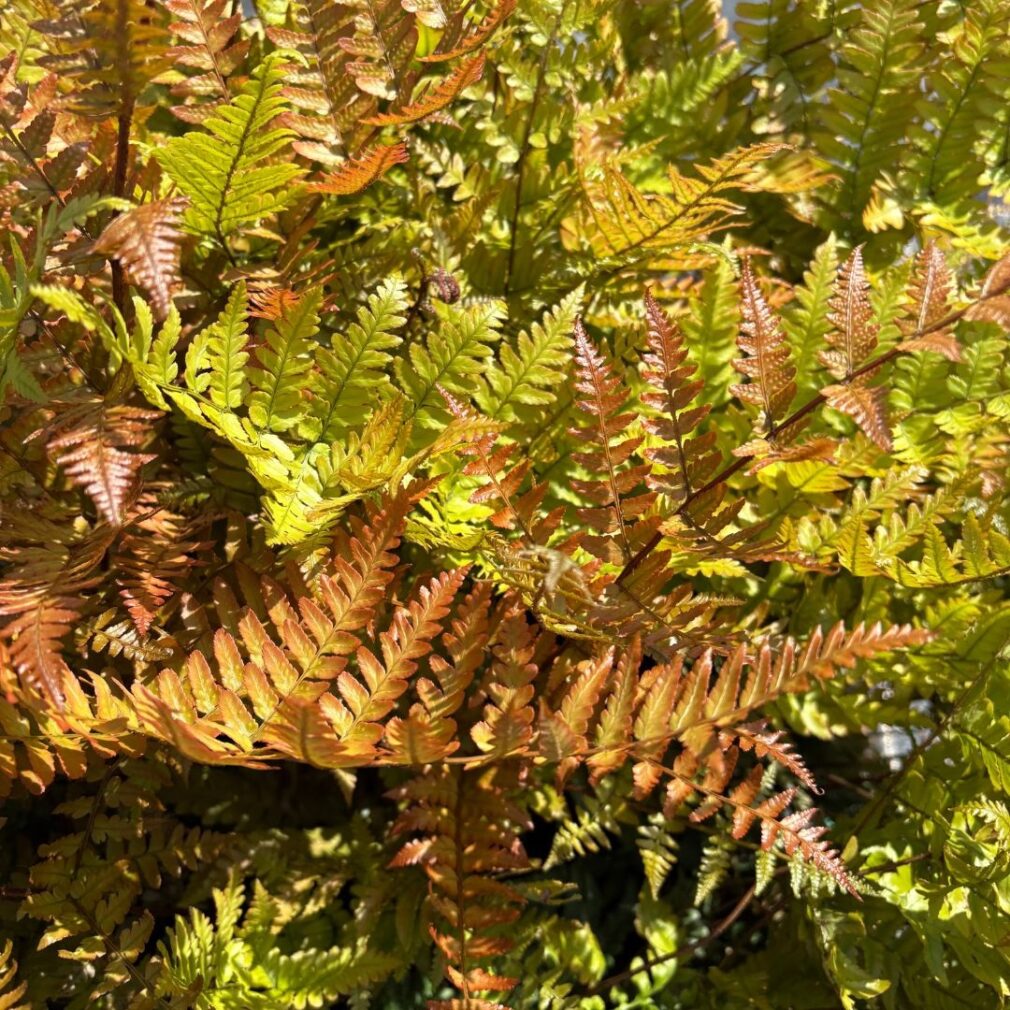 Dryopteris erythrosora (Herfstvaren)