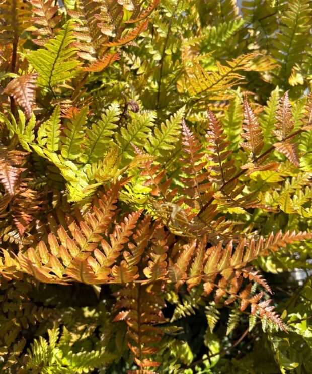 Dryopteris erythrosora (Herfstvaren)