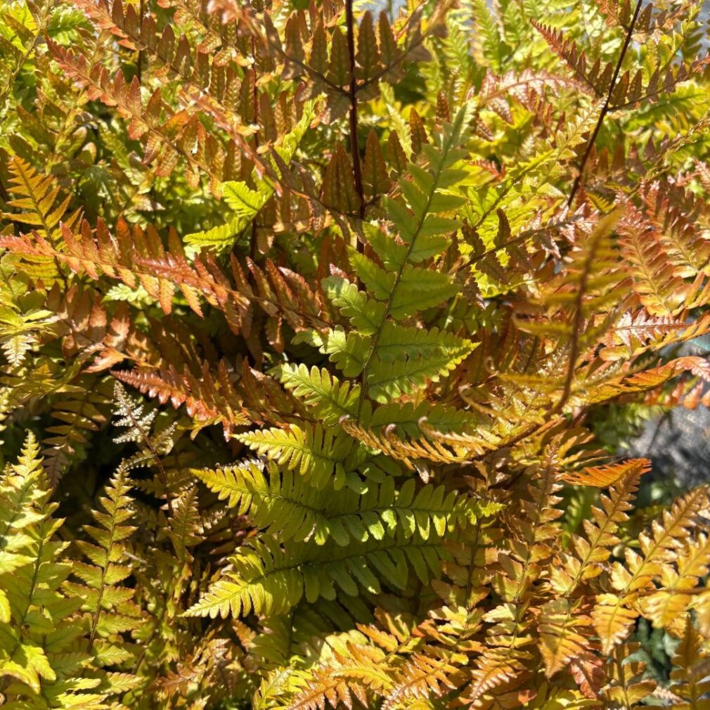 Dryopteris erythrosora (Herfstvaren)