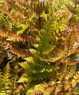 Dryopteris erythrosora (Herfstvaren)