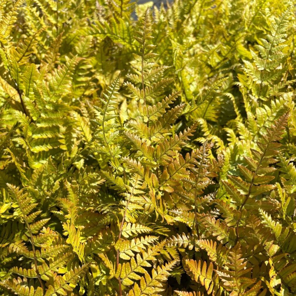 Dryopteris erythrosora (Herfstvaren)