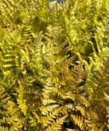 Dryopteris erythrosora (Herfstvaren)