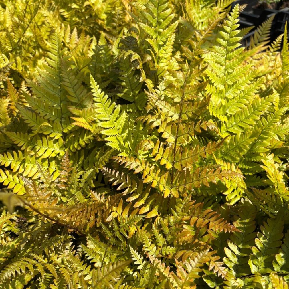 Dryopteris erythrosora (Herfstvaren)