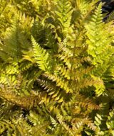 Dryopteris erythrosora (Herfstvaren)