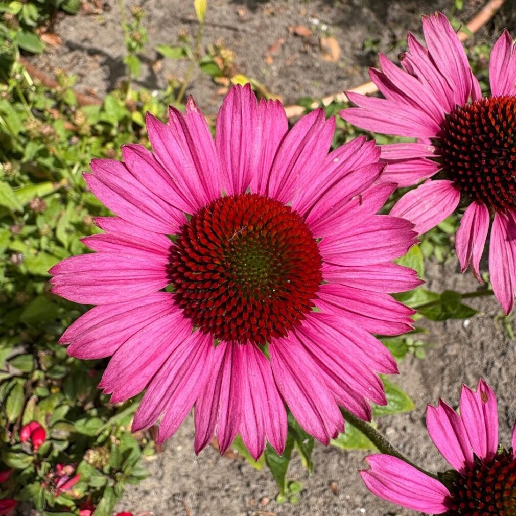 Echinacea purpurea 'Fatal Attraction' ®(Zonnehoed)