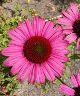 Echinacea purpurea 'Fatal Attraction' ®(Zonnehoed)