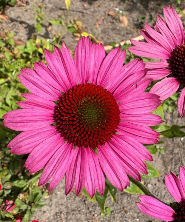 Echinacea purpurea 'Fatal Attraction' ®(Zonnehoed)