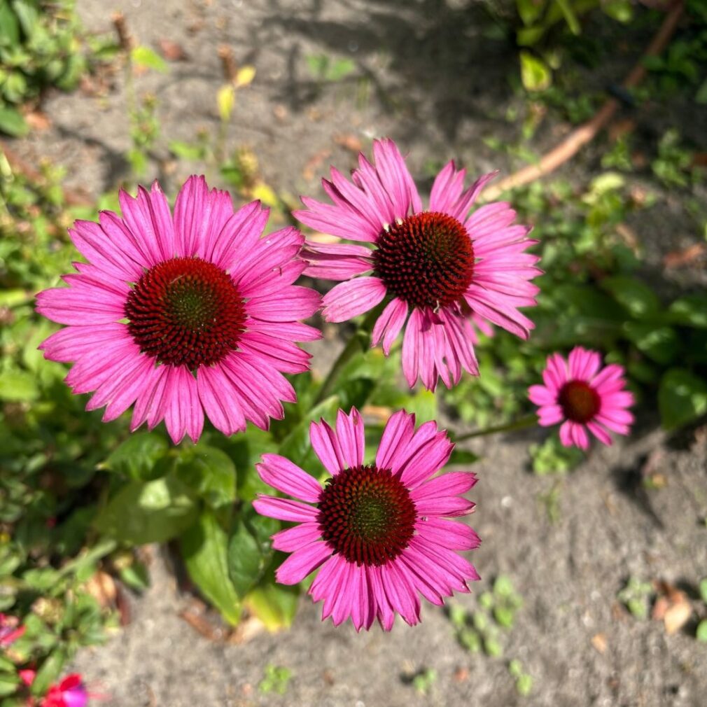 Echinacea purpurea 'Fatal Attraction' ®(Zonnehoed)