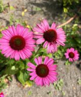 Echinacea purpurea 'Fatal Attraction' ®(Zonnehoed)