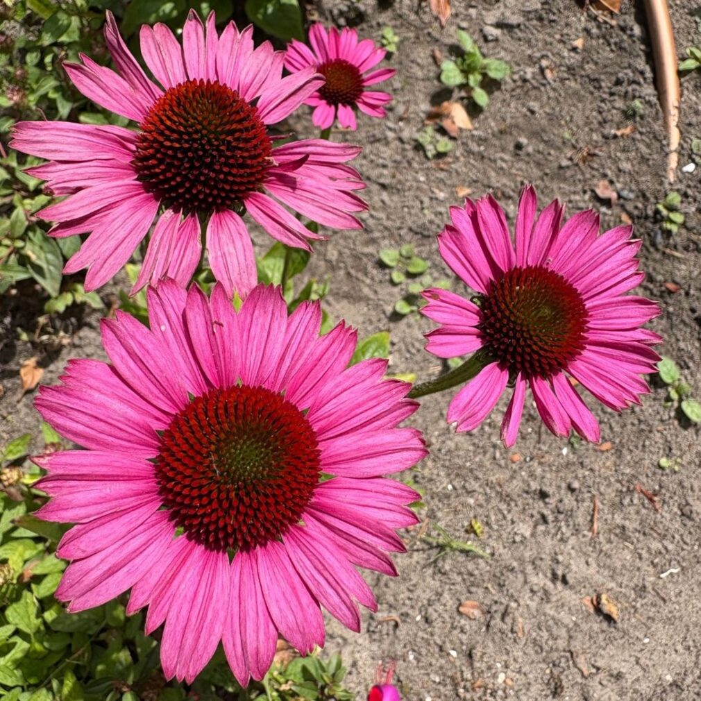 Echinacea purpurea 'Fatal Attraction' ®(Zonnehoed)