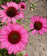 Echinacea purpurea 'Fatal Attraction' ®(Zonnehoed)