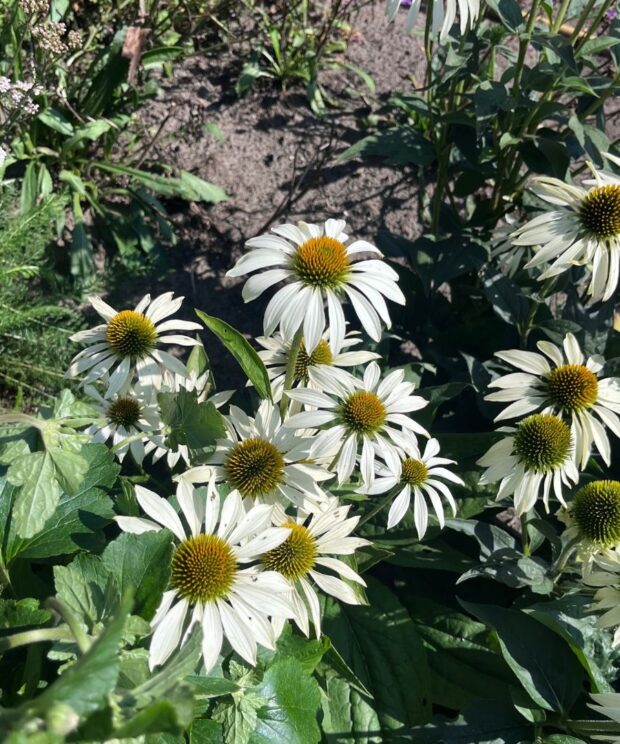 Echinacea purpurea 'White Swan' (Zonnehoed)