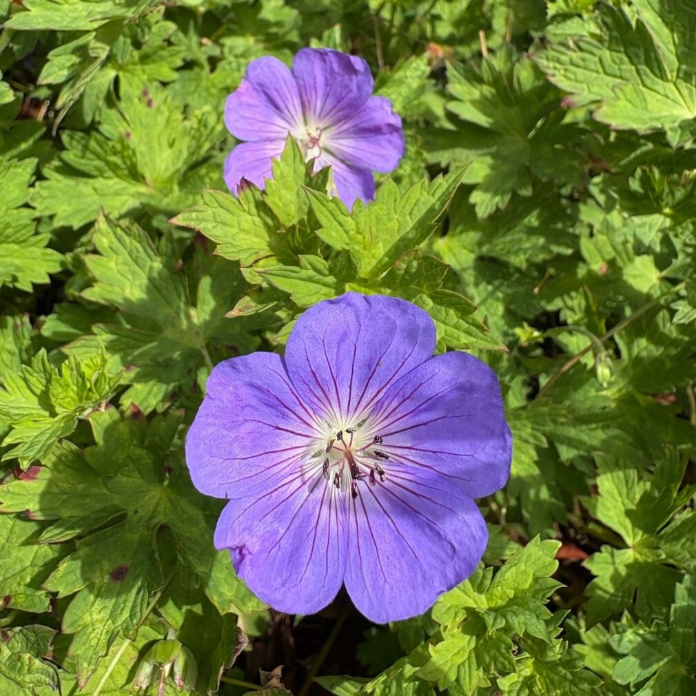 Geranium 'Rozanne' ® (Ooievaarsbek)
