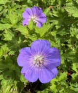 Geranium 'Rozanne' ® (Ooievaarsbek)