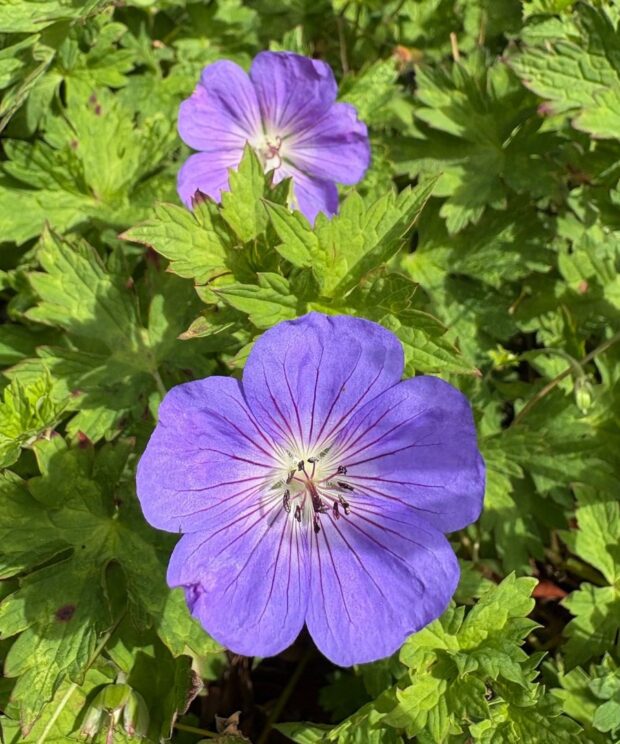 Geranium 'Rozanne' ® (Ooievaarsbek)