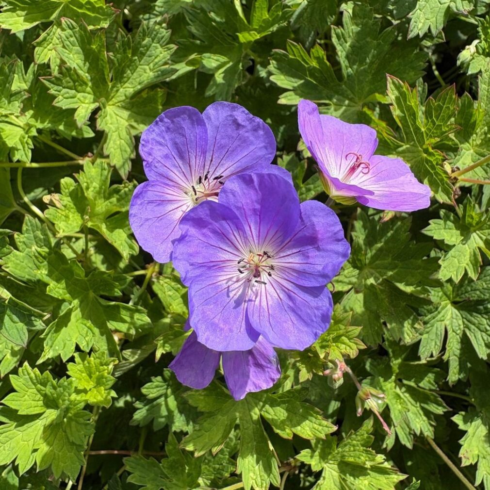 Geranium 'Rozanne' ® (Ooievaarsbek)