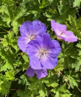 Geranium 'Rozanne' ® (Ooievaarsbek)