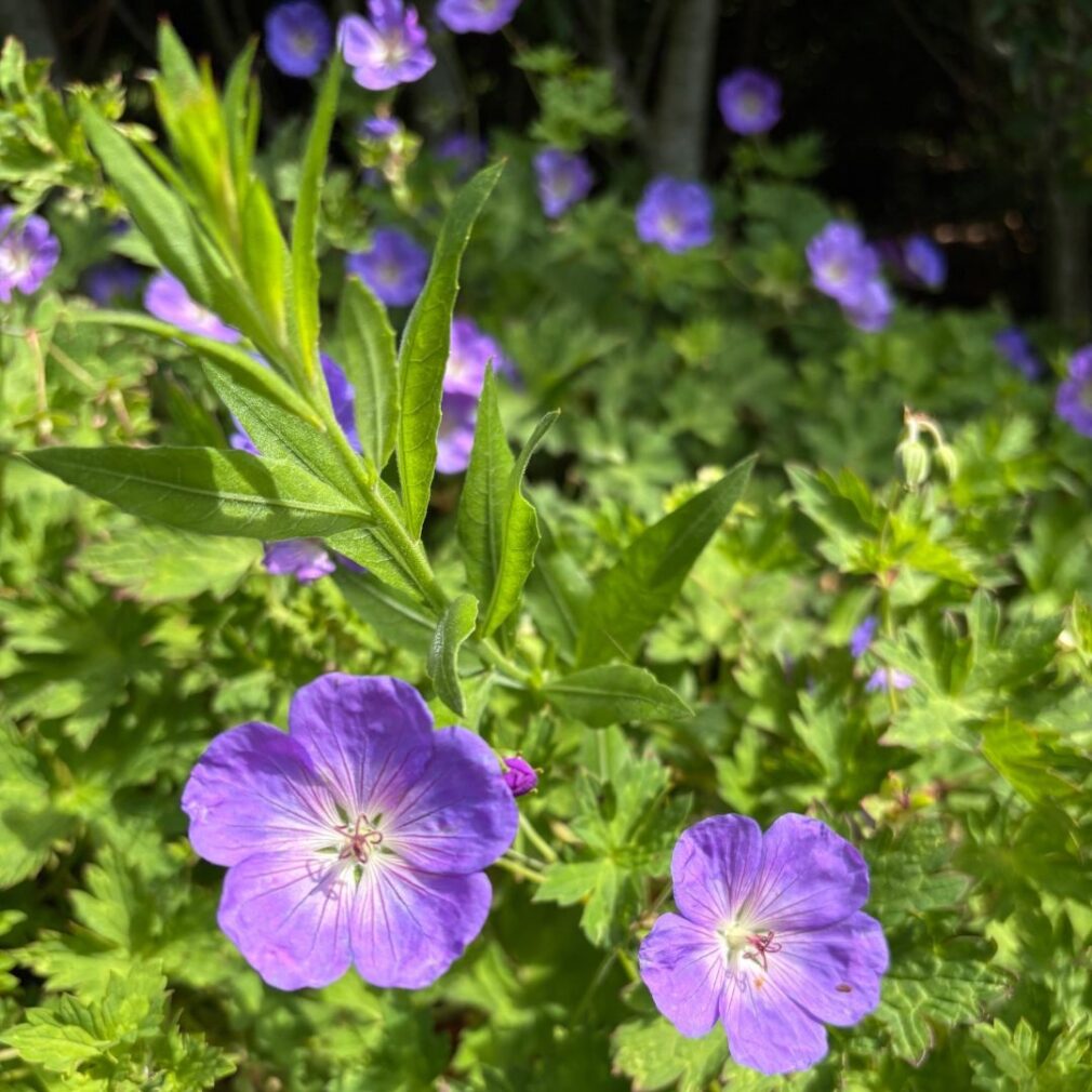 Geranium 'Rozanne' ® (Ooievaarsbek)