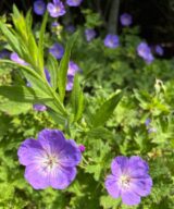 Geranium 'Rozanne' ® (Ooievaarsbek)