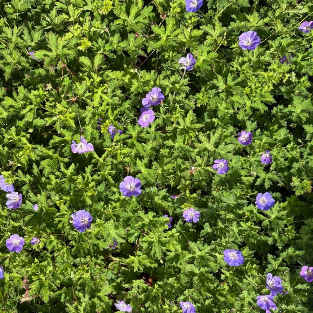 Geranium 'Rozanne' ® (Ooievaarsbek)