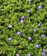 Geranium 'Rozanne' ® (Ooievaarsbek)