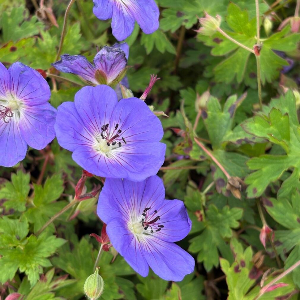 Geranium 'Rozanne' ® (Ooievaarsbek)