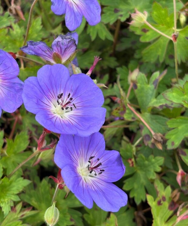 Geranium 'Rozanne' ® (Ooievaarsbek)