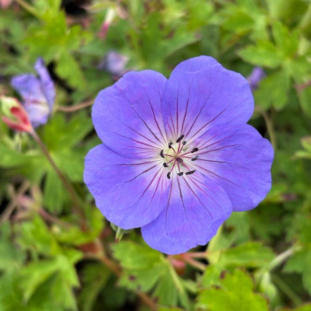 Geranium 'Rozanne' ® (Ooievaarsbek)