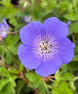 Geranium 'Rozanne' ® (Ooievaarsbek)
